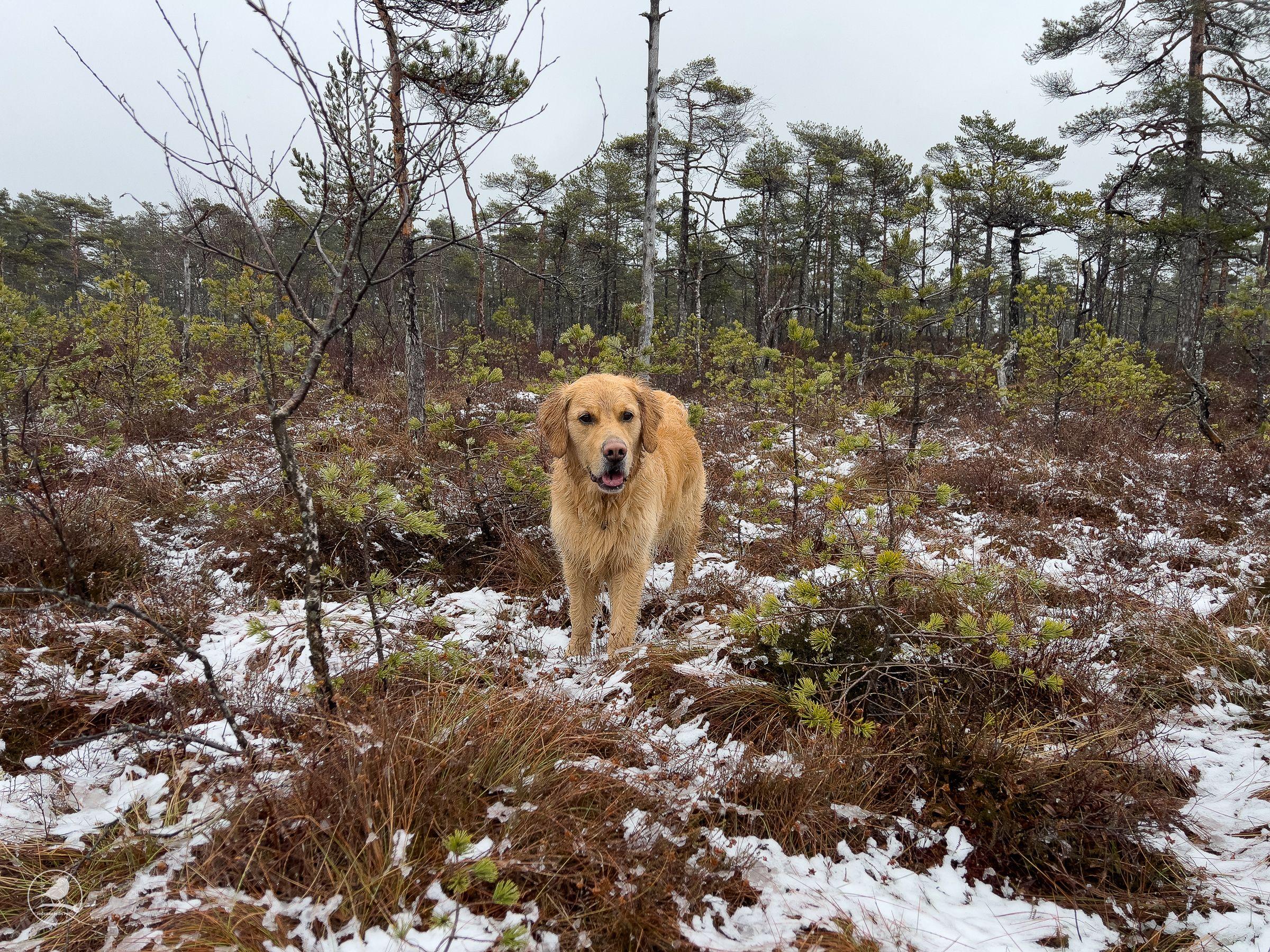 Første dagen vi gikk opp å satte opp teltene